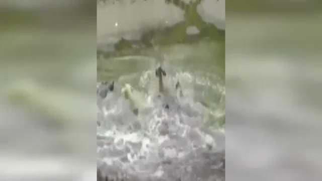 Timsah saldırısından korkan kameraman