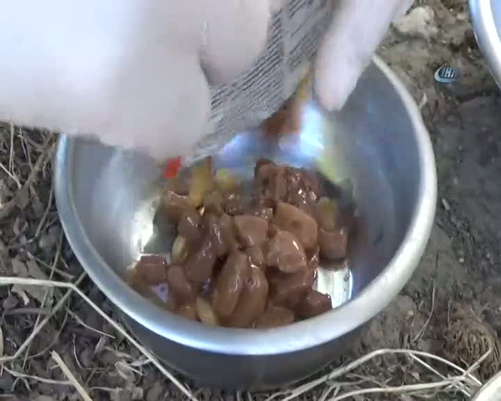 Sosyal medyayı ayağa kaldıran kediler güvende