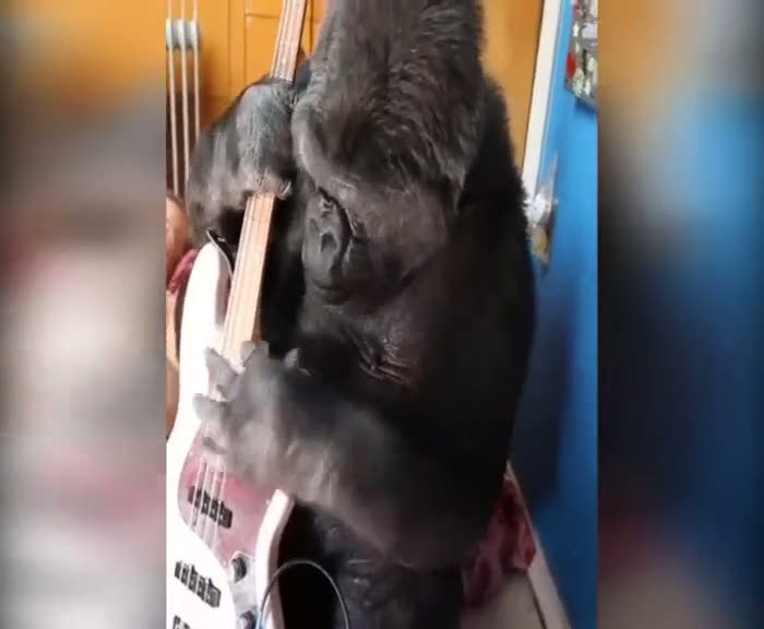 Dünyaca ünlü müzisyen bir gorille yaşıyor