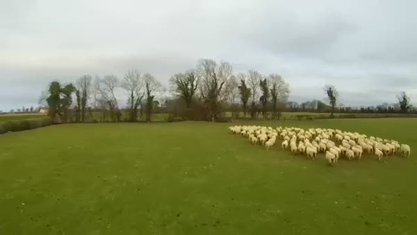 Çoban köpeği dronelar