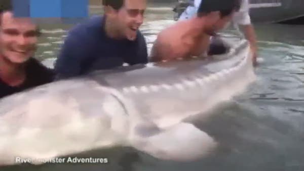 Dev nehir canavarını amatör balıkçılar yakaladı!