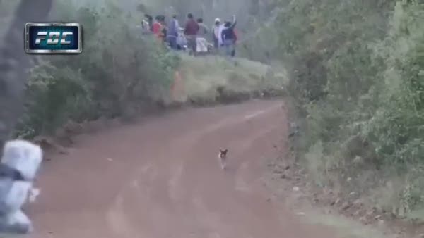 Dünyanın en şanslı köpeği yarış arabasından böyle kurtuldu