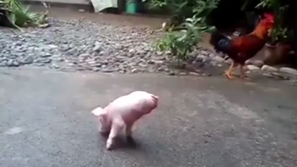 Sakat doğan domuz iki ayak üzeriden yürümeyi öğrendi!