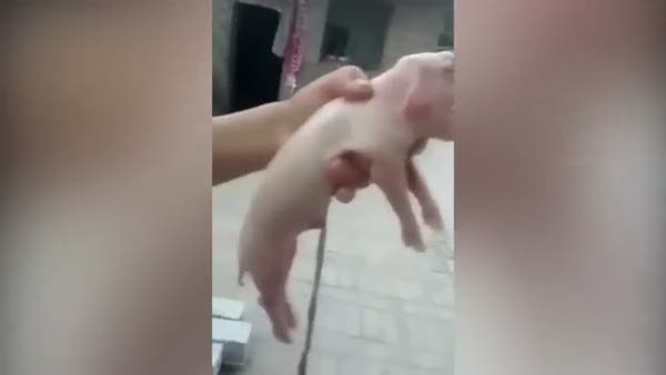 Ucube domuz görenleri şaşırtıyor
