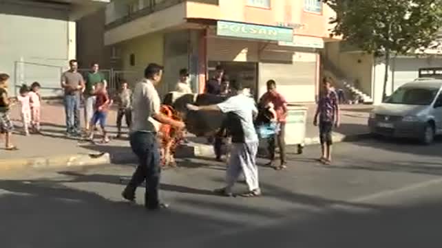 Şanlıurfa’da kaçan dana sahibini ezdi