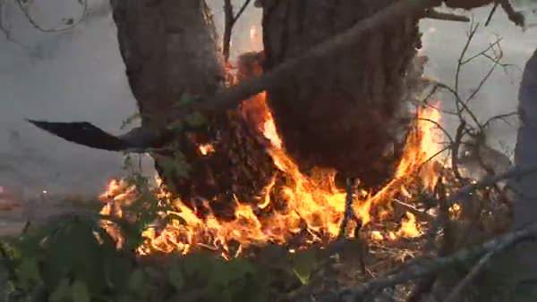 Orman yangınında 5 hektarlık alan zarar gördü