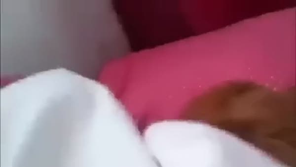 Tatlı köpek gezmeyi duyunca yataktan fırladı