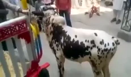 Boğanın küçük çocuğu tekmeleme anı