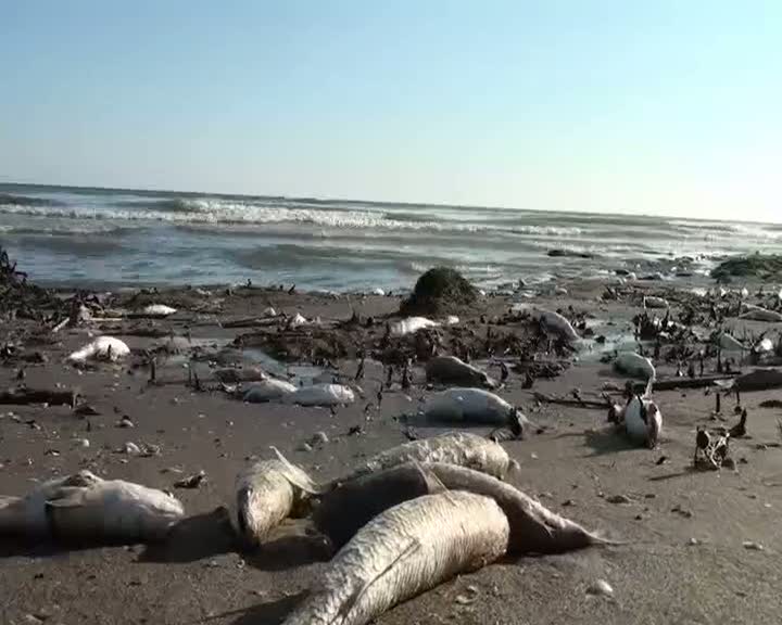 Tarsus sahillerinde binlerce balık öldü