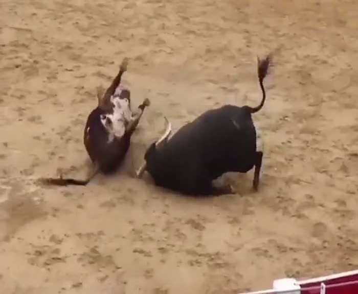 Dev boğaların inanılmaz sonu!