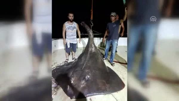 Dünyanın en büyük vatoz balığı Çeşme'de yakalandı