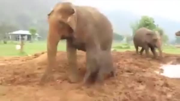 Yavru filin mutluluğu