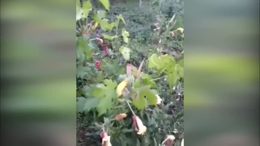 Ezan çiçeği görenleri şaşkına çeviriyor