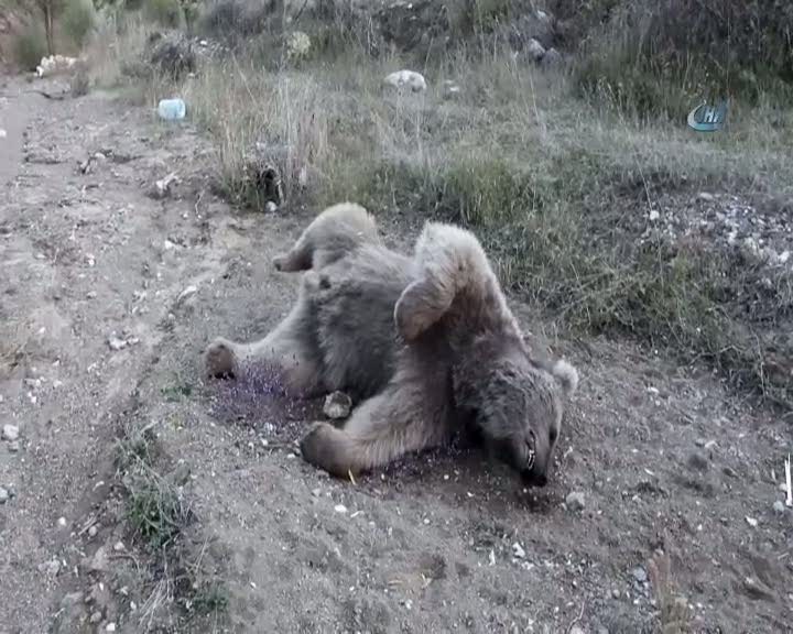 Boz Ayı derede ölü bulundu
