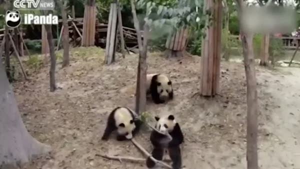 Pandanın ağaçtan düşme anı kamerada
