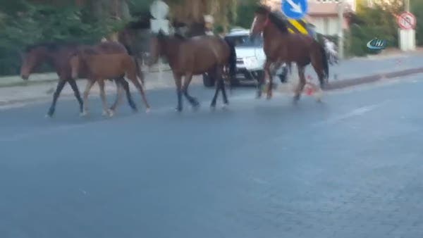 Trafikte başı boş atlar tehlike saçıyor