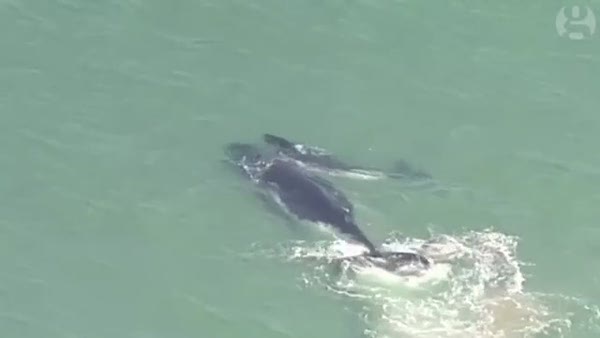 Yavru balinayı annesi böyle kurtardı