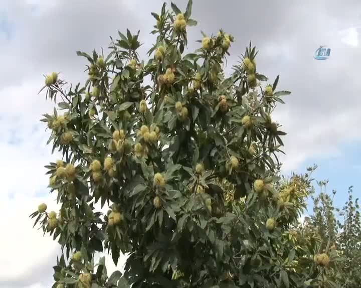 Bağcılar'da, kestane hasadı zamanı