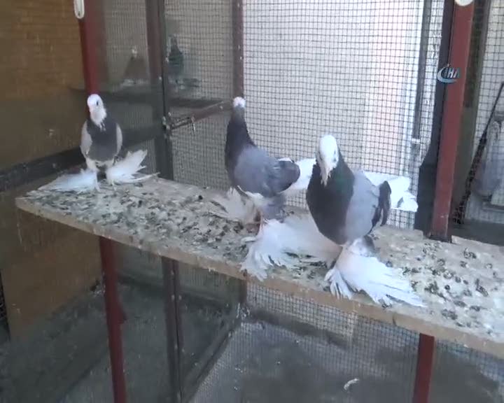 Araba fiyatına güvercin