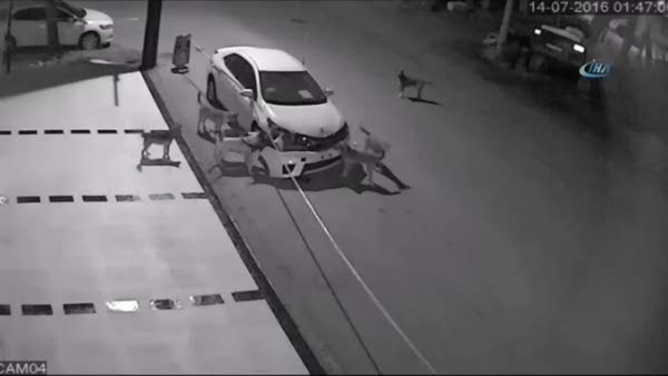 Sokak köpekleri otomobilinin tamponunu parçaladı