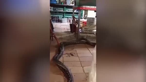 Mutfağı basan dev yılanlar yiyecek için böyle kapıştı