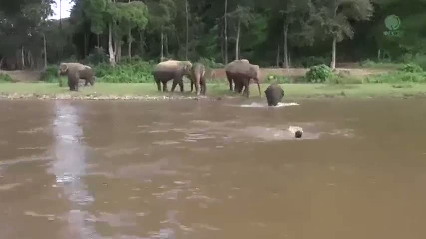 Nehirde boğulan bakıcının yardımına fil koştu