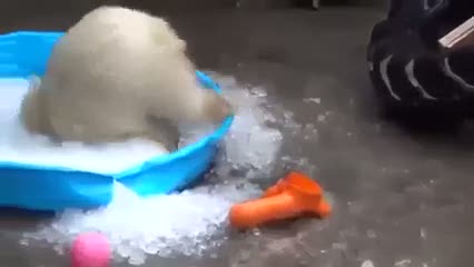 Yavru kutup ayısının ilk defa buzla buluşma anı