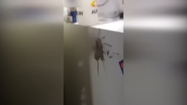 Eve giren dev örümcek fare avladı