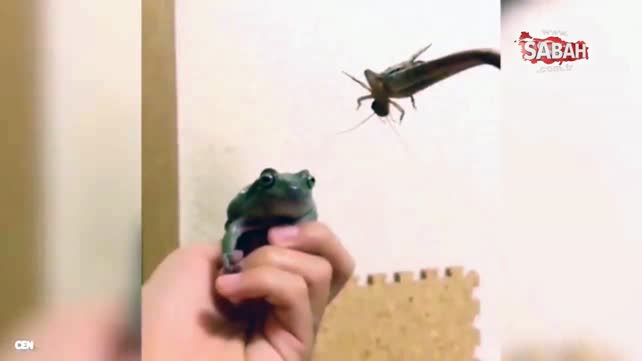 Şaşkınlık verici kurbağa deneyi