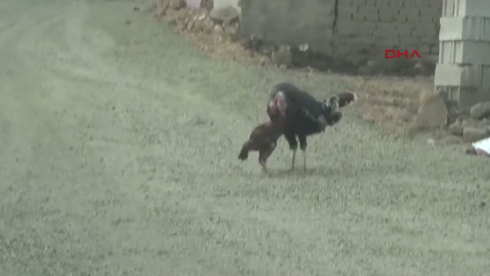 Horoz hindiye meydan okudu