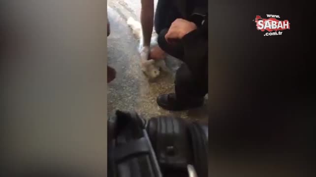 Hastanenin kapısına sıkışan kediyi doktorlar hayata döndürdü