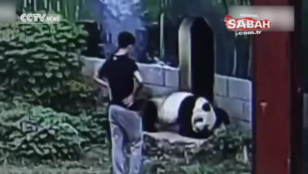 Panda, kafesine izinsiz giren adamı güreşerek kaçırdı