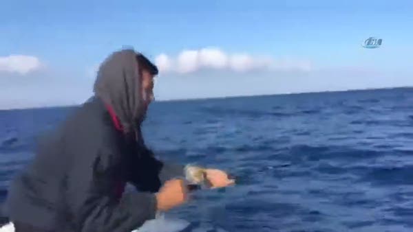 Kuşadası’nda amatör balıkçıların oltasına 2 metre boyunda köpek balığı takıldı