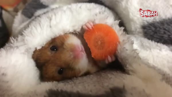 Havuç yiyen Hamster'ın şirin mücadelesi