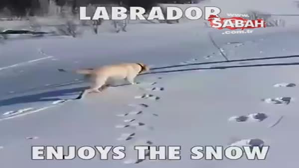 Kayak yapan köpeğin sevimli anları