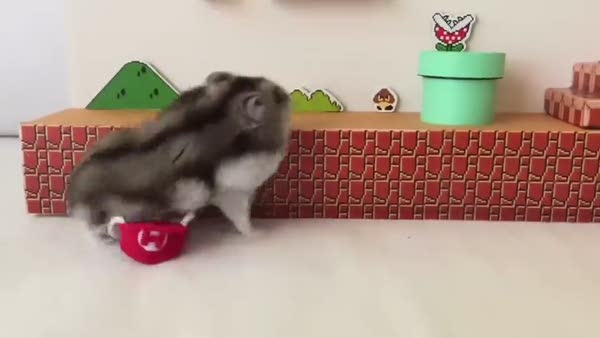 Hamster Süper Mario görev başında
