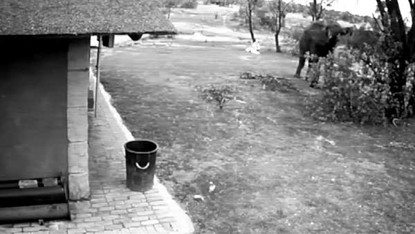 Çöpleri toplayan çevreye duyarlı fil