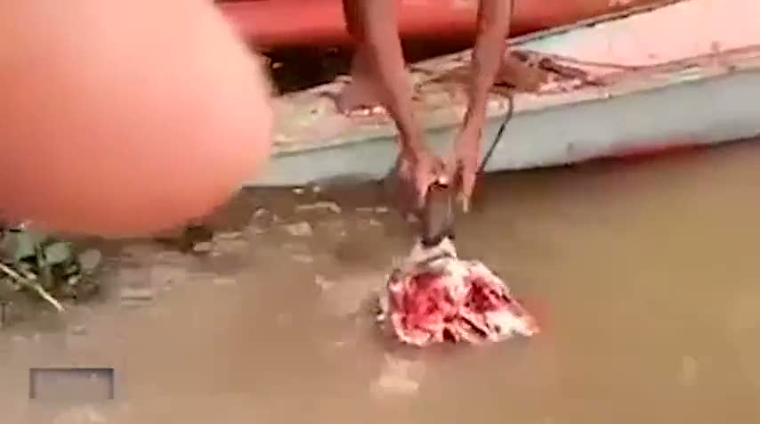 İneğin kafasını parçalayan piranalar