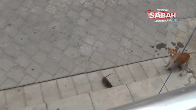 Kediye kafa tutan fare