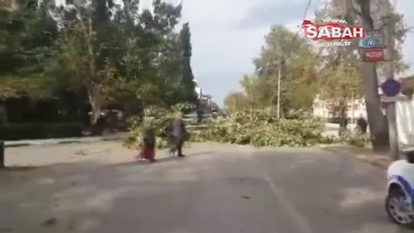 Bursa'da şiddetli lodos ağaçları devirdi