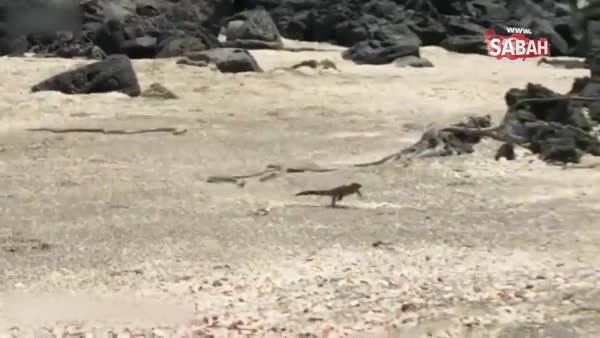 Aç yılan çetesinin eline düşen iguanadan şaşırtan hareket