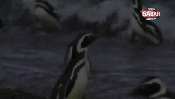 Eşini başka erkekle basan penguen bakın ne yaptı!