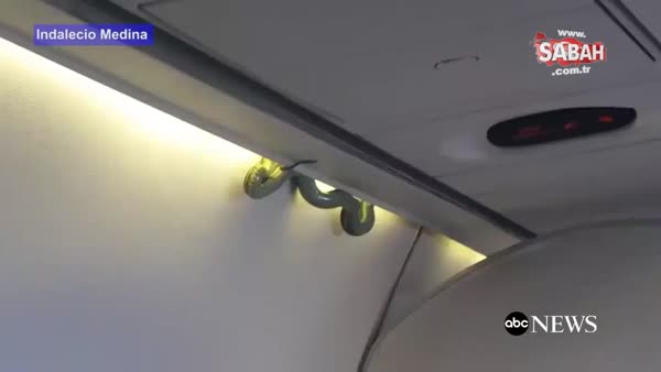 Meksika uçağında yılan korkusu