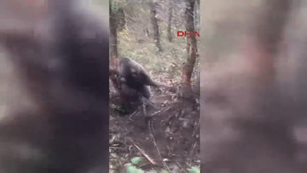 Ormanda tele takılan ayı kurtarıldı