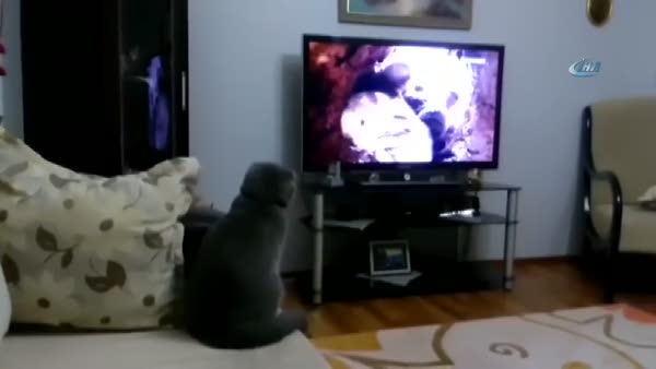 Bu kedi günde 5 saat belgesel izliyor