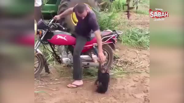 Motosiklet meraklısı maymun şaşırtıyor