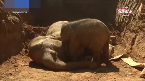 Yavru filin annesi için verdiği göz yaşartan mücadele