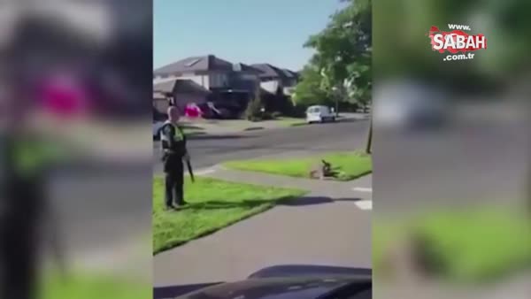 Küçük çocuğun önünde kanguruyu acımasızca vurdu