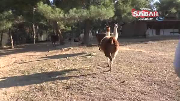 Gaziantep hayvanat bahçesinde lamaların sürpriz doğum sevinci