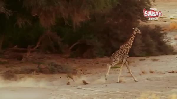 Zürafaya saldıran aslan beklenmedik bir karşılık aldı